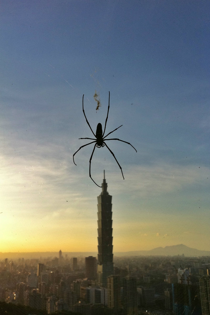 3-spider-and-taipei-101-singgirl-on-flickr