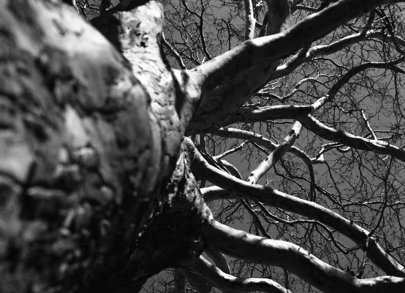 new55-r3-arnold-tree-tmy